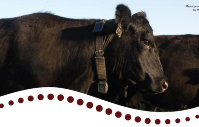 Virtual fence collared cow