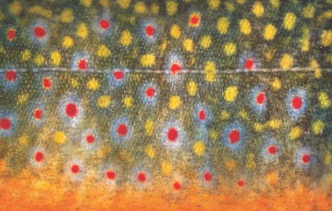 A close up of the scale pattern of a brook trout featuring red and yellow spots. 
