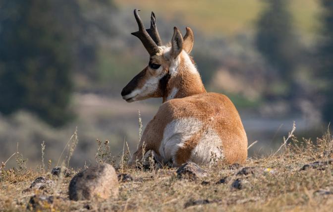 Pronghorn laying down.