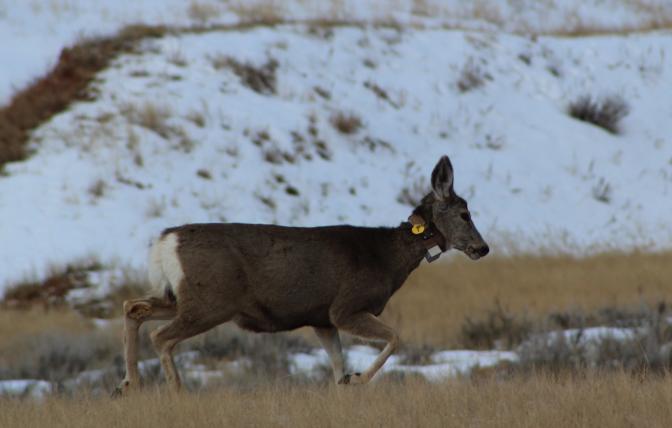 Collared mule deer