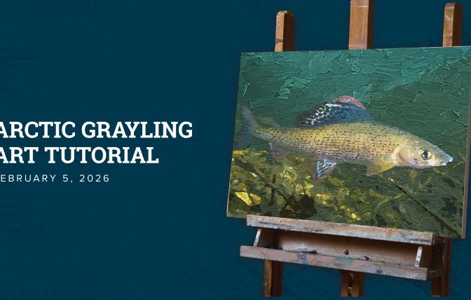 Thumbnail for 'how to draw grayling' Youtube video, painting of arctic grayling on easel on the right and text on the left