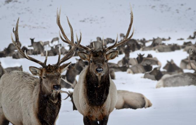 Two elk bulls in the foreground with elk herd in the background on a snowy landscape.