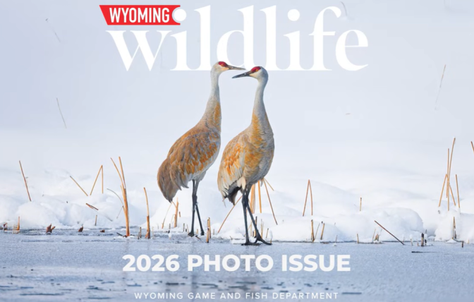 Cover for Wyoming Wildlife Magazine Cover, Photo Issue