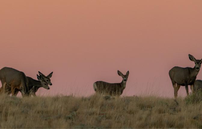 A herd of mule deer on the horizon around sunset. 