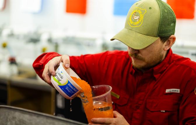 Game and Fish employee transfers fish eggs at WGFD Hatchery