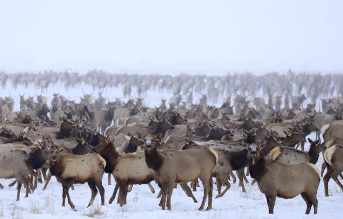 Elk on feedgrounds in the winter