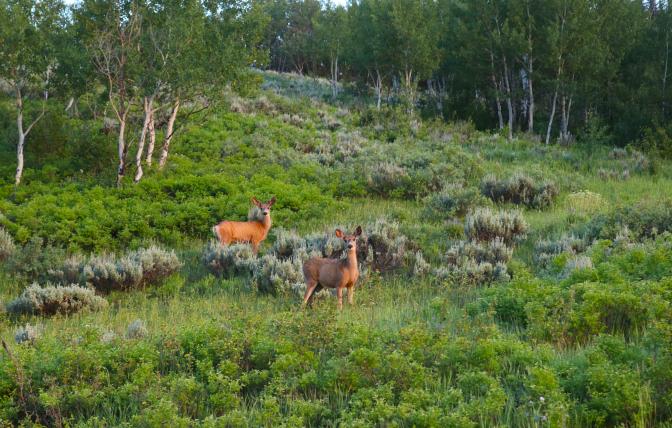 Two doe mule deer stand looking at the camera on a bright green, grassy hill in spring or summer
