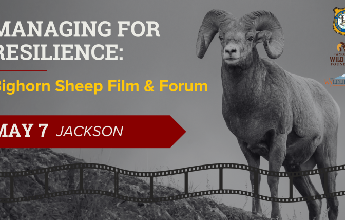 Managing for Resilience: Bighorn Sheep Film and Community Forum in Jackson
