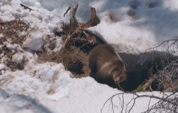 Photo of translocated grizzly bear with cubs taken during monitoring flight