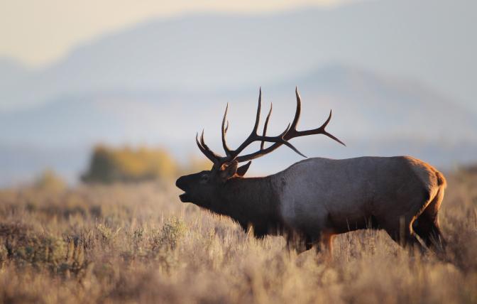 Elk bull bugling in a field at sunset
