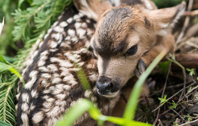 A newborn fawn