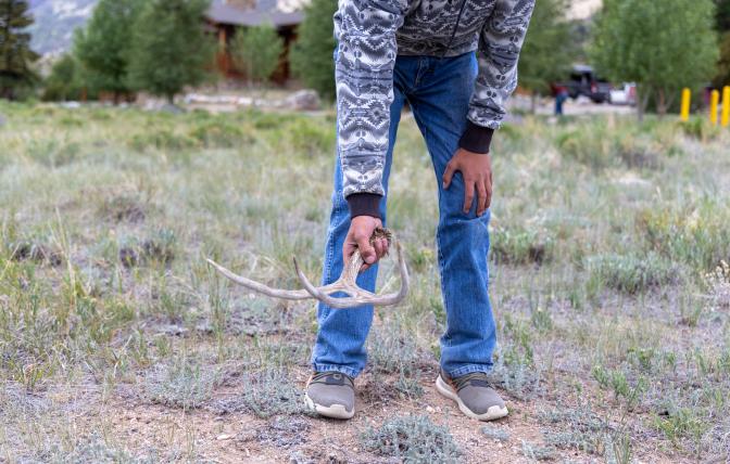 Picking up shed antlers