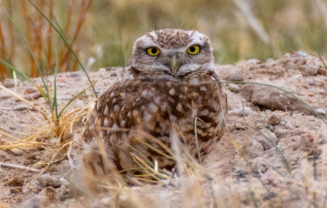 Burrowing Owl