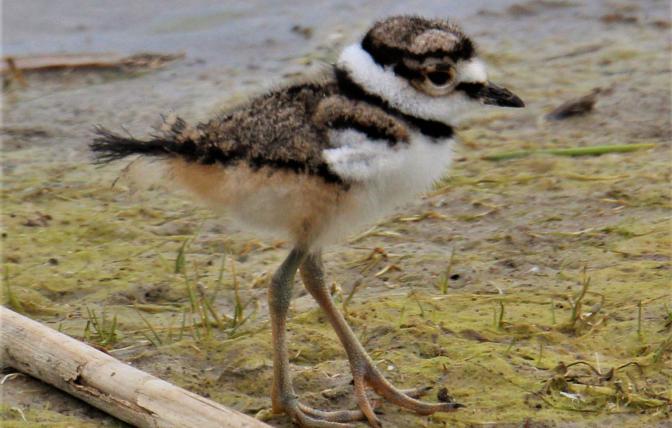 I fluffly juvenile killdeer walks along a muddy shoreline