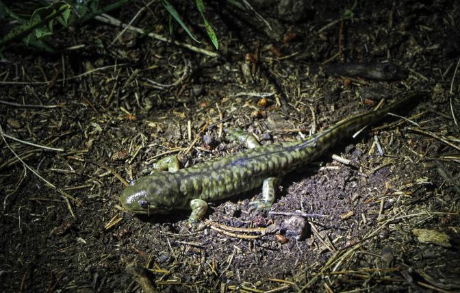 Tiger salamander, one of the species on the SWAP list.