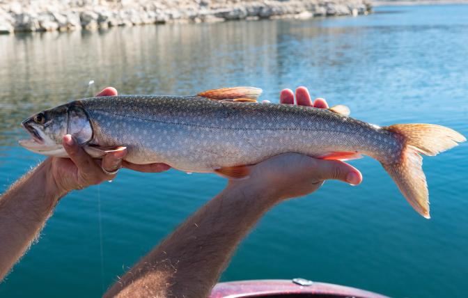 A biologist holds a lake trout after catcthing and tagging the fish with a floy tag
