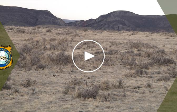 Drought & Wildlife Video Thumbnail