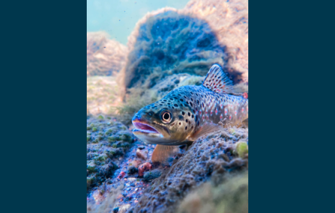 A brown trout submerged in water among rocks and algae