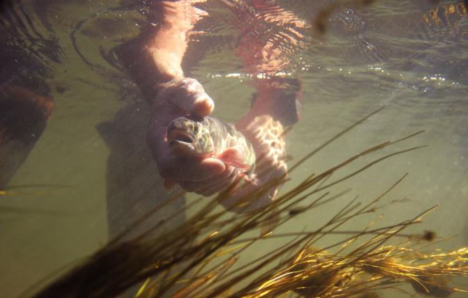 Underwater trout