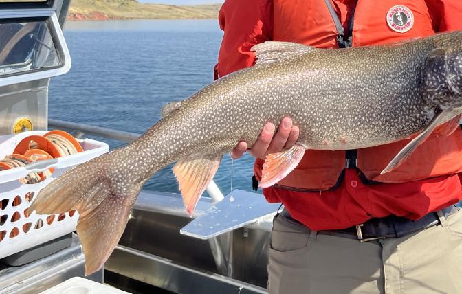 Lake trout at Lake DeSmet