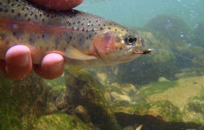 rainbow trout underwater