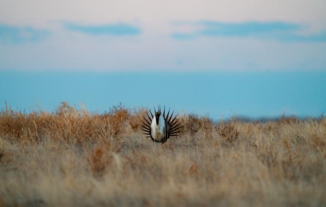 Sage grouse in Cody Region