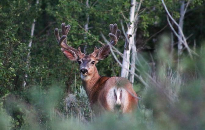 Mule Deer in velvet
