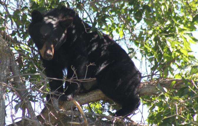 Black bear