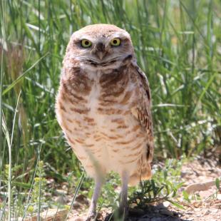 burrowing owl