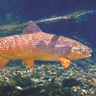 A female brown trout underwater in a clear stream.