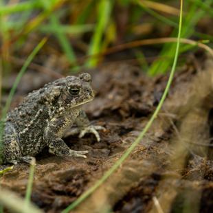 Wyoming toad