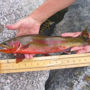golden trout